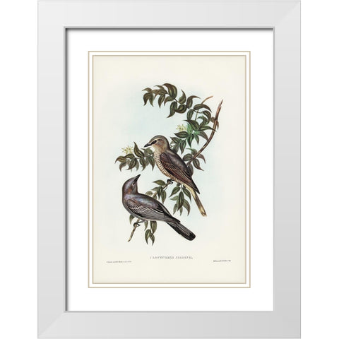 Jardine’s cuckooshrike-Campephaga Jardinii White Modern Wood Framed Art Print with Double Matting by Gould, John