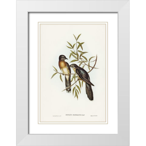 Brush Cuckoo-Cuculus insperatus White Modern Wood Framed Art Print with Double Matting by Gould, John