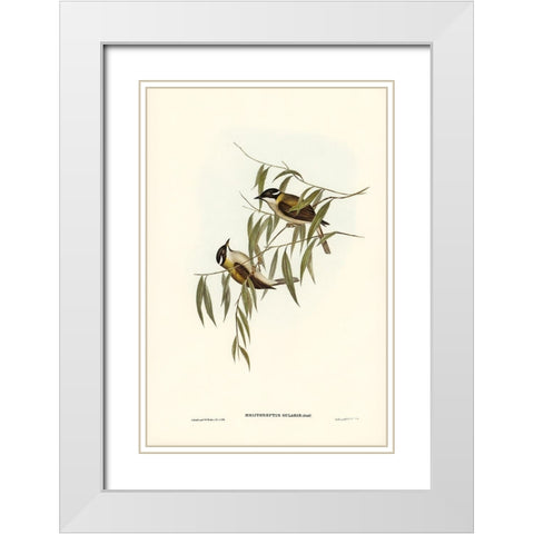 Black-throated Honey-eater-Melithreptus gularis White Modern Wood Framed Art Print with Double Matting by Gould, John