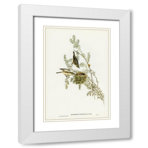 Gray-backed Zosterops-Zosterops dorsalis White Modern Wood Framed Art Print with Double Matting by Gould, John