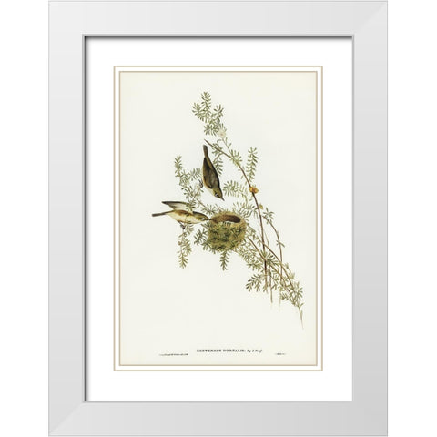 Gray-backed Zosterops-Zosterops dorsalis White Modern Wood Framed Art Print with Double Matting by Gould, John