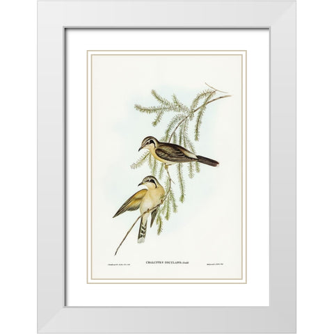 Black-eared Cuckoo-Chalcites osculans White Modern Wood Framed Art Print with Double Matting by Gould, John