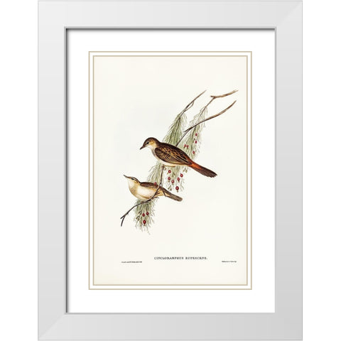 Rufous-tinted Songlark-Cincloramphus rufescens White Modern Wood Framed Art Print with Double Matting by Gould, John