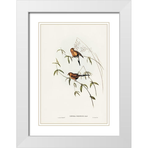 Masked Grass Finch-Poephila personata White Modern Wood Framed Art Print with Double Matting by Gould, John