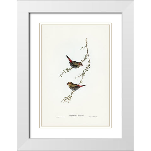 Red-eared Finch-Estrelda oculea White Modern Wood Framed Art Print with Double Matting by Gould, John