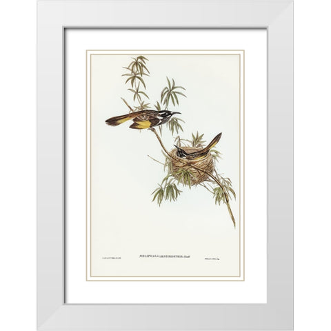 Long-billed Honey-eater-Meliphaga longirostris White Modern Wood Framed Art Print with Double Matting by Gould, John