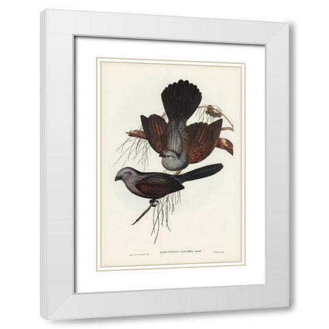 Grey Struthidea-Struthidea cinerea White Modern Wood Framed Art Print with Double Matting by Gould, John