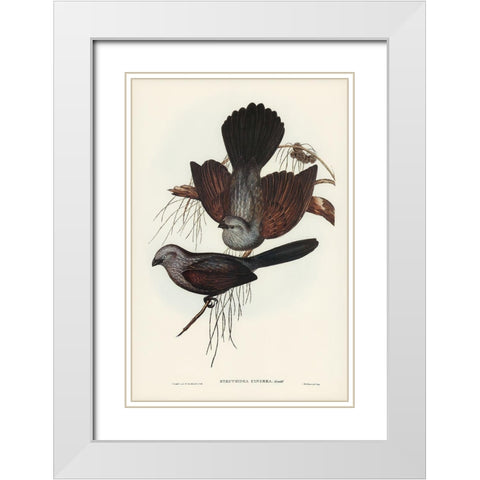 Grey Struthidea-Struthidea cinerea White Modern Wood Framed Art Print with Double Matting by Gould, John
