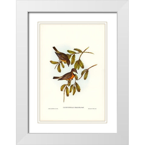 Lunated Pachycephala-Pachycephala falcata White Modern Wood Framed Art Print with Double Matting by Gould, John