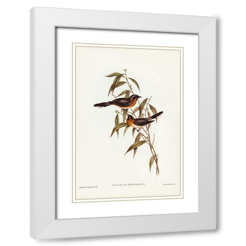 Black-fronted Flycatcher-Monarcha trivirgata White Modern Wood Framed Art Print with Double Matting by Gould, John