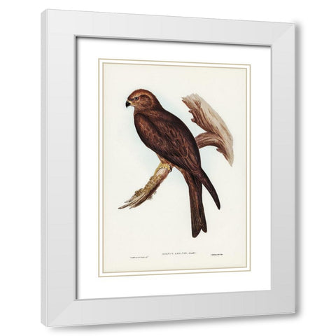 Allied Kite-Milvus affinis White Modern Wood Framed Art Print with Double Matting by Gould, John