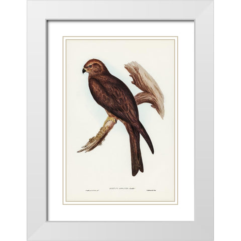Allied Kite-Milvus affinis White Modern Wood Framed Art Print with Double Matting by Gould, John