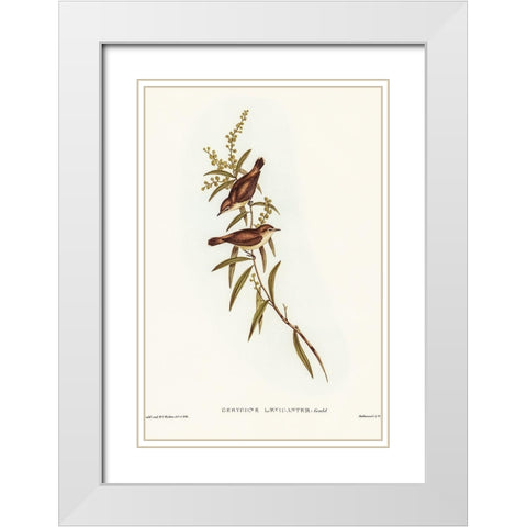 Buff-breasted Gerygone-Gerygone laevigaster White Modern Wood Framed Art Print with Double Matting by Gould, John