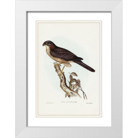 West Australian Goshawk-Astur cruentus White Modern Wood Framed Art Print with Double Matting by Gould, John