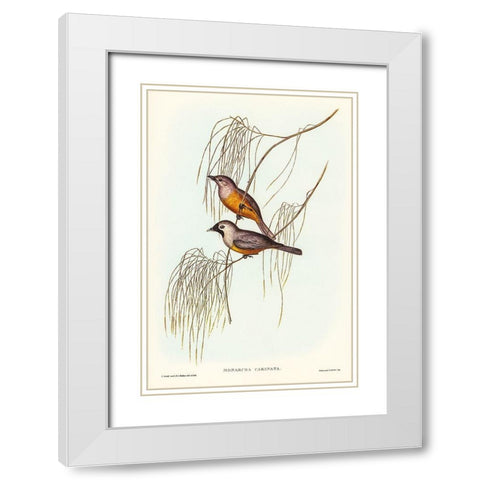 Carinated Flycatcher-Monarcha carinata White Modern Wood Framed Art Print with Double Matting by Gould, John