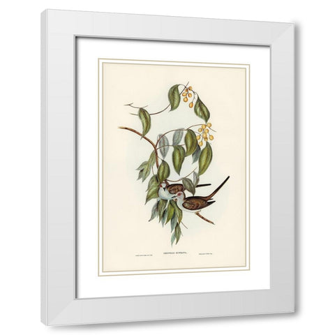 Greaceful Ground Dove-Geopelia cuneata White Modern Wood Framed Art Print with Double Matting by Gould, John