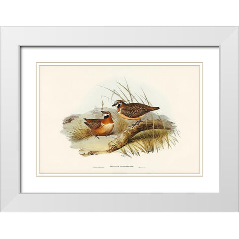 Plumed Partridge Bronze-wing-Geophaps plumifera White Modern Wood Framed Art Print with Double Matting by Gould, John