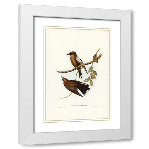 Grey-breasted Wood Swallow-Artamus cinereous White Modern Wood Framed Art Print with Double Matting by Gould, John