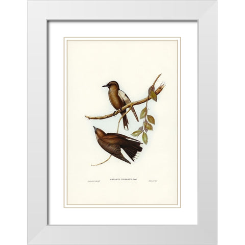 Grey-breasted Wood Swallow-Artamus cinereous White Modern Wood Framed Art Print with Double Matting by Gould, John