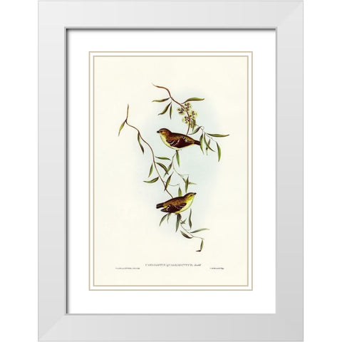 Forty-spotted Pardalote-Pardalotus quadragintus White Modern Wood Framed Art Print with Double Matting by Gould, John
