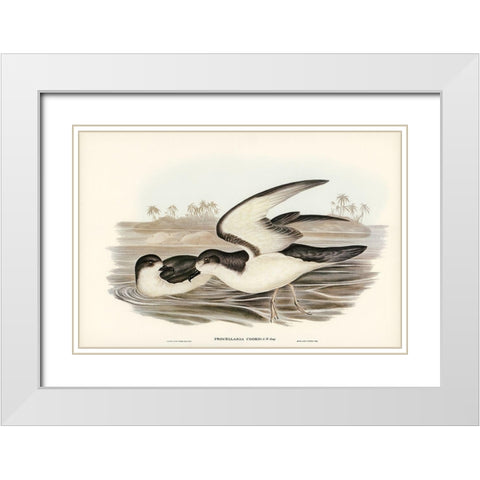 Cooks Petrel-Procellaria Cookii White Modern Wood Framed Art Print with Double Matting by Gould, John