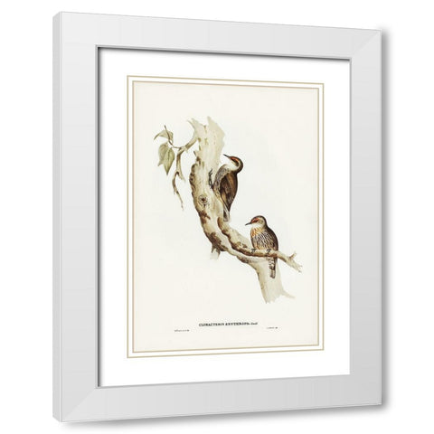 Red-eyebrowed Tree-Creeper-Climacteris crythrops White Modern Wood Framed Art Print with Double Matting by Gould, John