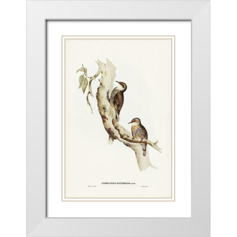 Red-eyebrowed Tree-Creeper-Climacteris crythrops White Modern Wood Framed Art Print with Double Matting by Gould, John