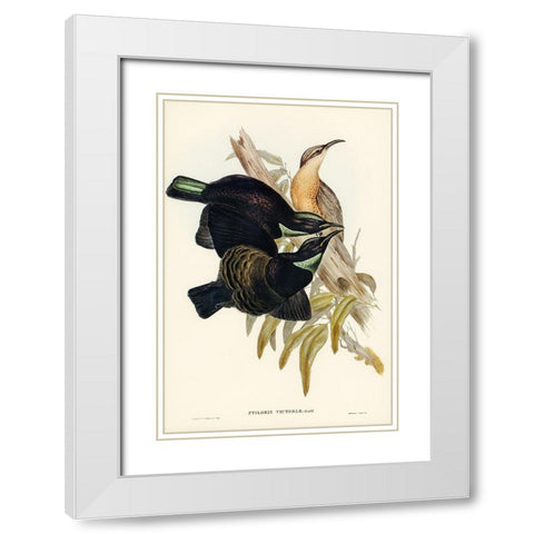 Victoria Rifle-bird-Ptiloris Victoriae White Modern Wood Framed Art Print with Double Matting by Gould, John