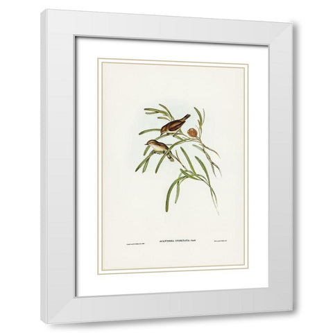 Plain-coloured Acanthiza-Acanthiza inornata White Modern Wood Framed Art Print with Double Matting by Gould, John