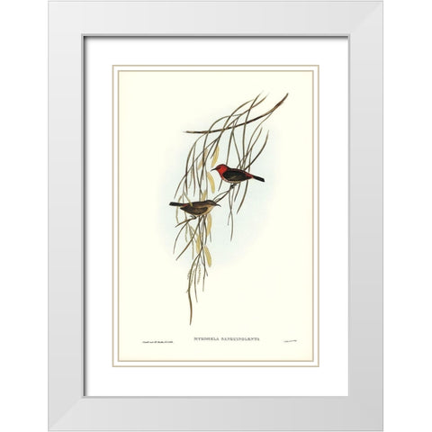 Sanguineous Honey-eater-Myzomela sanguincolenta White Modern Wood Framed Art Print with Double Matting by Gould, John