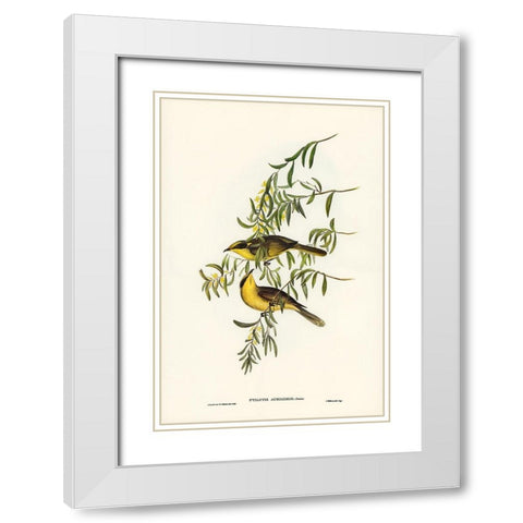 Yellow-tufted Honey-eater-Ptilotis auricomis White Modern Wood Framed Art Print with Double Matting by Gould, John