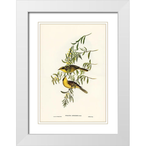 Yellow-tufted Honey-eater-Ptilotis auricomis White Modern Wood Framed Art Print with Double Matting by Gould, John