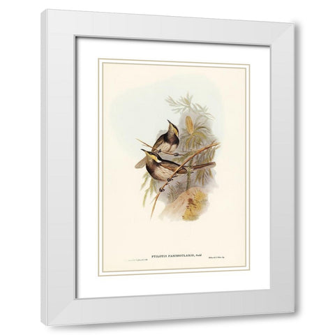 Fasciated Honey-eater-Ptilotis fasciogularis White Modern Wood Framed Art Print with Double Matting by Gould, John