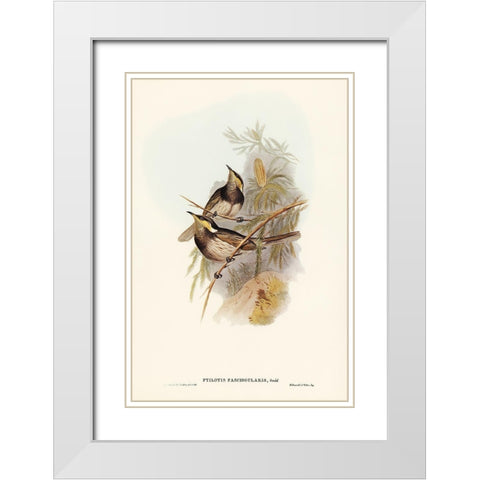 Fasciated Honey-eater-Ptilotis fasciogularis White Modern Wood Framed Art Print with Double Matting by Gould, John