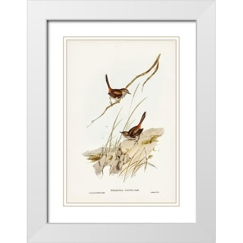 Cautious Wren-Hylacola cauta White Modern Wood Framed Art Print with Double Matting by Gould, John