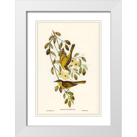Varied Honey-eater-Ptilotis versicolor White Modern Wood Framed Art Print with Double Matting by Gould, John