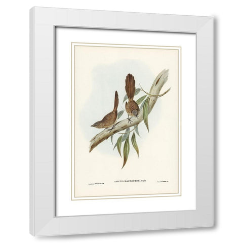 Large-tailed Wren-Amytis macrourus White Modern Wood Framed Art Print with Double Matting by Gould, John