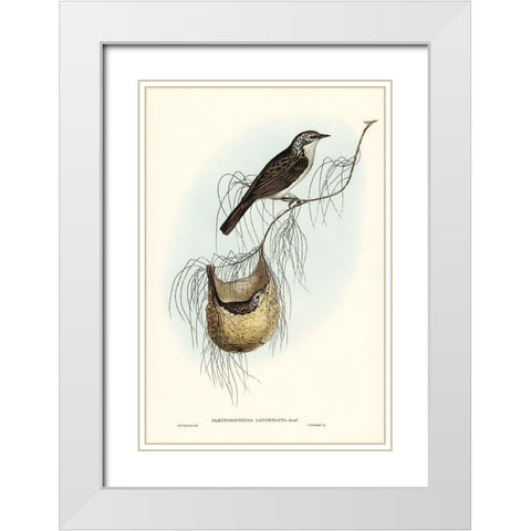 Lanceolate Honey-eater-Plectorhyncha lanceolata White Modern Wood Framed Art Print with Double Matting by Gould, John