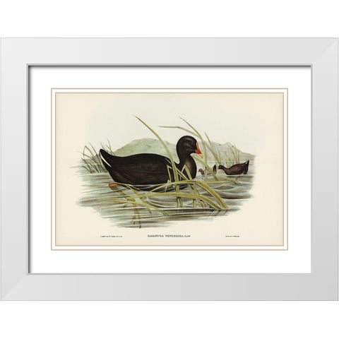 Dusky Moorhen-Gallinula tenebrosa White Modern Wood Framed Art Print with Double Matting by Gould, John