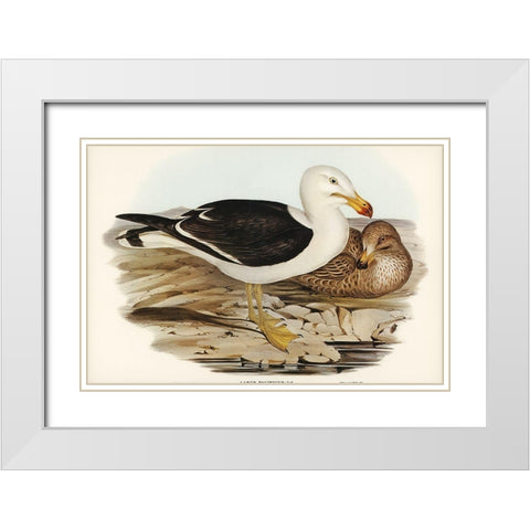 Pacific Gull-Larus Pacificus White Modern Wood Framed Art Print with Double Matting by Gould, John