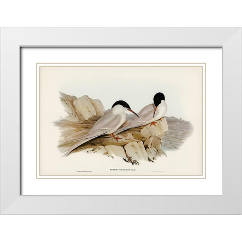 Graceful Tern-Sterna gracilis White Modern Wood Framed Art Print with Double Matting by Gould, John