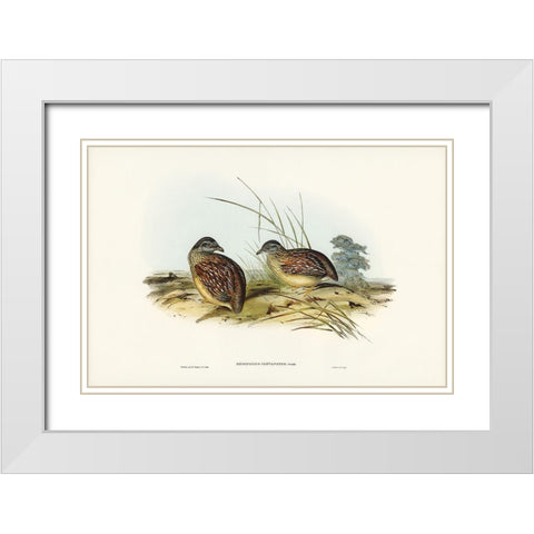 Chestnut-backed Hemipode-Hemipodius castanotus White Modern Wood Framed Art Print with Double Matting by Gould, John