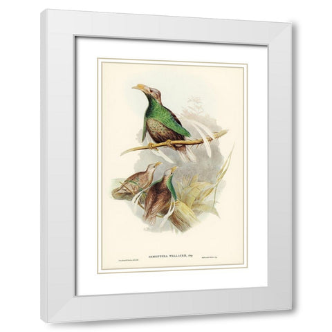 Standard-Wing-Semioptera Wallacei White Modern Wood Framed Art Print with Double Matting by Gould, John
