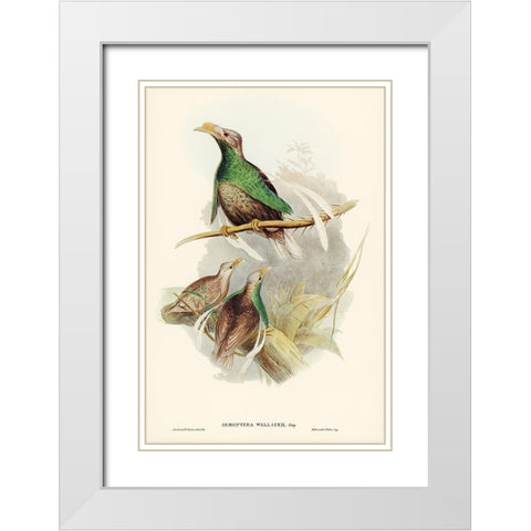 Standard-Wing-Semioptera Wallacei White Modern Wood Framed Art Print with Double Matting by Gould, John