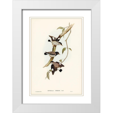 Striated Sittella-Sittella striata White Modern Wood Framed Art Print with Double Matting by Gould, John