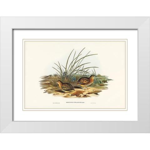 Black-backed Hemipode-Hemipodius melanotus White Modern Wood Framed Art Print with Double Matting by Gould, John
