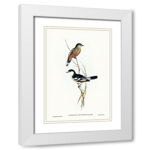 Black and White cuckooshrike-Campephaga leucomela White Modern Wood Framed Art Print with Double Matting by Gould, John
