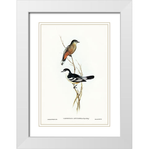 Black and White cuckooshrike-Campephaga leucomela White Modern Wood Framed Art Print with Double Matting by Gould, John