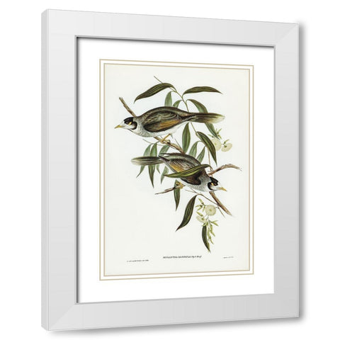 Garrulous Honey-eater-Myzantha garrula White Modern Wood Framed Art Print with Double Matting by Gould, John