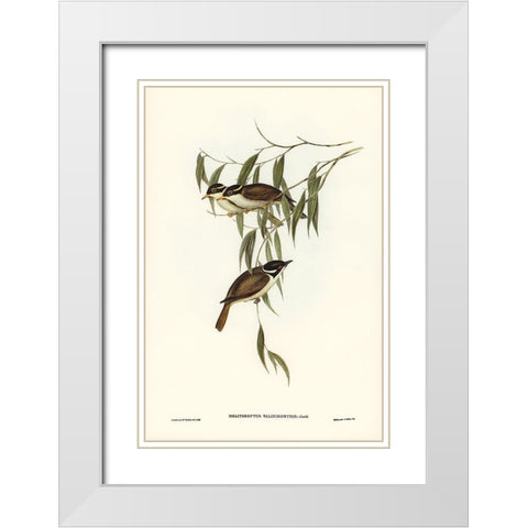 Strong-billed Honey-eater-Melithreptus validirostris White Modern Wood Framed Art Print with Double Matting by Gould, John